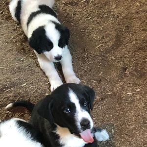 Meet your Posher, Lexi